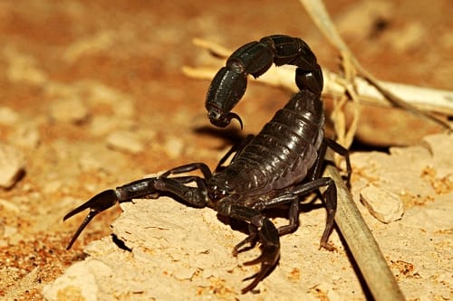 eco escorpión exotico arábigo de cola gorda (Androctonus crassicauda)