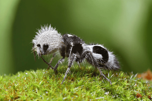 Extraña hormiga panda chilena