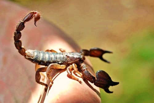 Eco escorpión exótico de uñas grandes (Scorpio maurus)