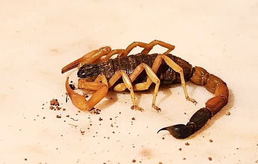 Eco escorpión exotico rayado de la corteza (Centruroides vittatus)