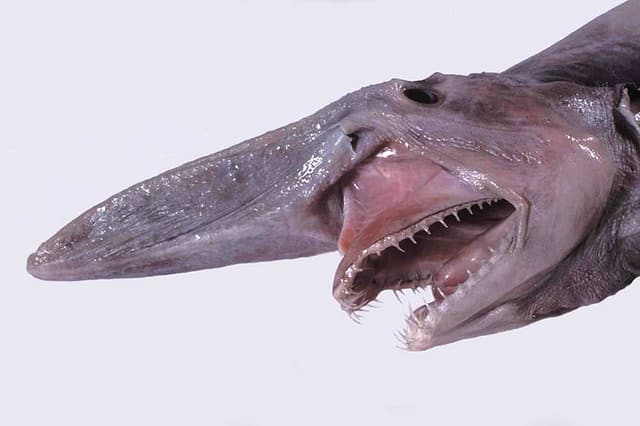 el tiburón duende es uno de los animales más extraños del mundo