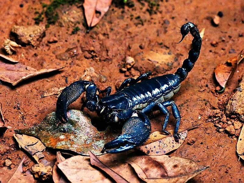 eco escorpión exotico del bosque asiático (Heterometrus longimanus)