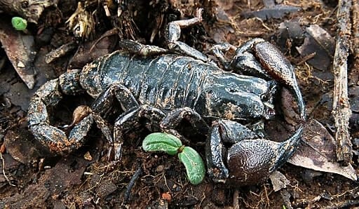 Eco escorpión exótico emperador Mozambique (Pandinus viatoris)