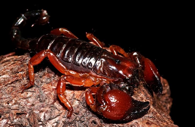 Eco escorpión exótico emperador de Tanzania (Pandinus cavimanus)