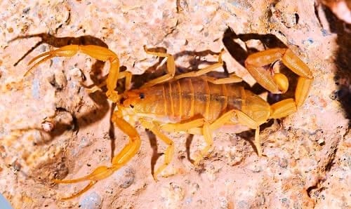 Eco escorpión o alacrán exótico de corteza de Baja California (Centruroides exilicauda)